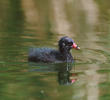 Common Moorhen (Fledgling)