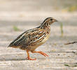 Common Quail - Juvenile