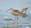 Common Redshank (Non - breeding)