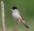 Eurasian Blackcap (Male)