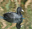 Eurasian Coot