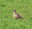 Eurasian Dotterel (Immature winter)