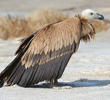 Eurasian Griffon Vulture