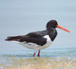 Eurasian Oystercatcher (Summer)