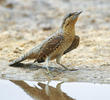 Eurasian Wryneck