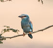 European Roller