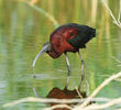 Glossy Ibis