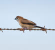 Indian Silverbill 