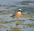 Lesser Sand Plover (Breeding plumage)