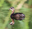 Little Grebe (Juvenile)