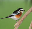 Masked Shrike (Male)