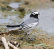 Masked Wagtail (Spring)