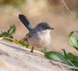 Ménétriés’s Warbler (Male)