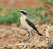 Northern Wheatear (Male)