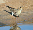 Pale Rockfinch