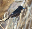 Pied Stonechat (Spring)