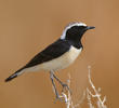 Pied Wheatear (Male breeding plumage)