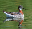 Red-necked Phalarope (Spring)