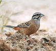 Rock Bunting (Non-breeding plumage)