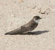 Sand Martin (Juvenile)