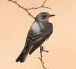 Spotted Flycatcher