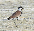 Spur-winged Lapwing