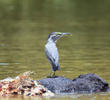 Striated Heron
