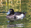 Tufted Duck (Male)