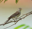 Upcher’s Warbler