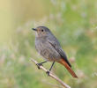 Western Black Redstart (Female)