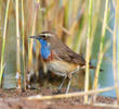 White-spotted Bluethroat (Male)