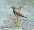 White-tailed Lapwing