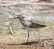 Wood Sandpiper