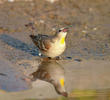 Yellow-throated Sparrow (Male)