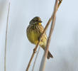 Yellowhammer (Non-breeding plumage)