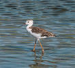 Black-winged Stilt (Juvenile)