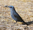 Blue Rock Thrush (Male)