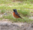 Common Redstart (Male spring)