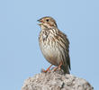 Corn Bunting