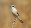 Daurian Shrike (Male)