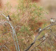 Dead Sea Sparrow (Males and females)