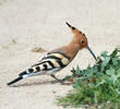 Eurasian Hoopoe