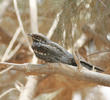 Eurasian Nightjar