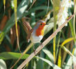 European Robin