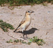 Isabelline Wheatear