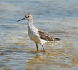 Marsh Sandpiper (Spring)