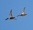 Northern Shoveler (Male and female)