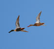Northern Shoveler (Male and female)