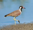 Red-wattled Lapwing