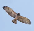 Short-toed Snake Eagle